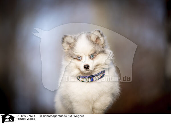 Pomsky Welpe / Pomsky Puppy / MW-27504