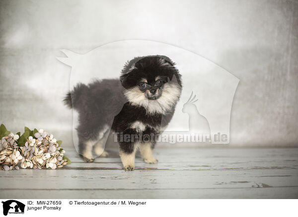 junger Pomsky / young Pomsky / MW-27659