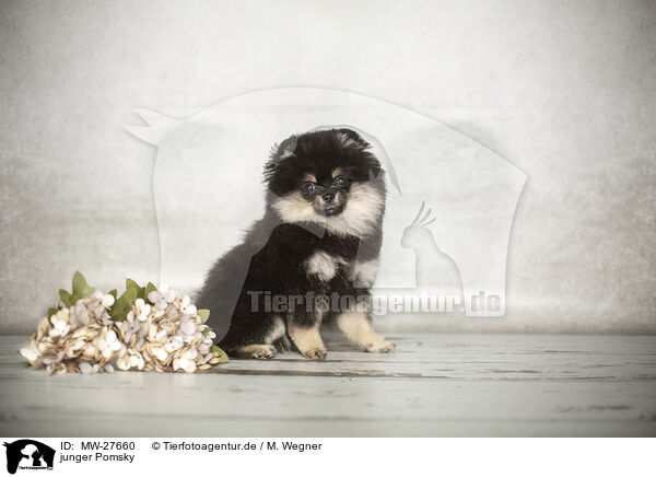 junger Pomsky / young Pomsky / MW-27660