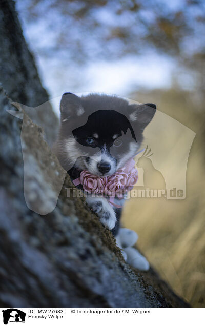 Pomsky Welpe / Pomsky Puppy / MW-27683