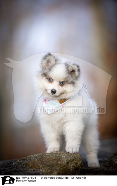 Pomsky Welpe / Pomsky Puppy / MW-27694