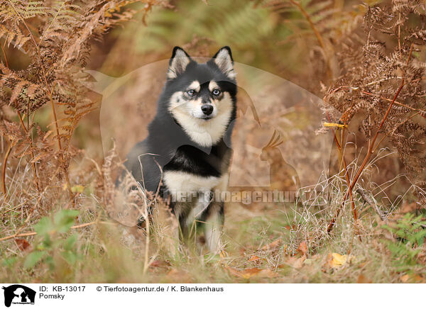Pomsky / Pomsky / KB-13017