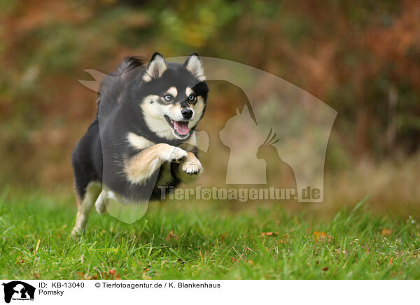 Pomsky / Pomsky / KB-13040