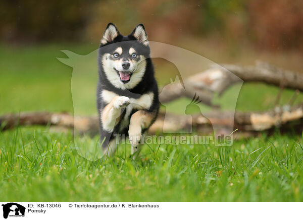 Pomsky / KB-13046