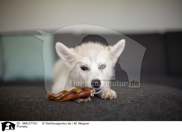 Pomsky / Pomsky / MW-27791
