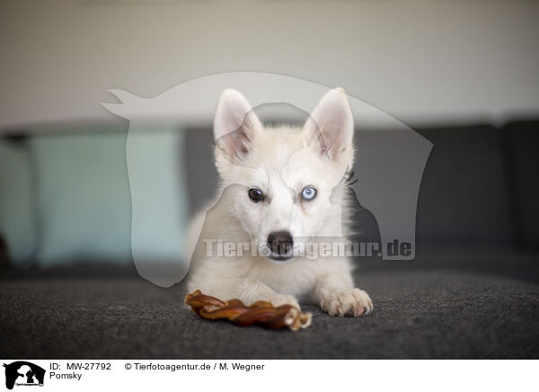 Pomsky / Pomsky / MW-27792