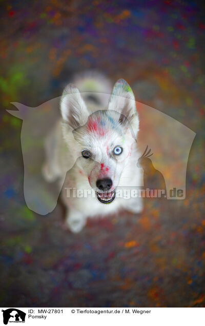Pomsky / Pomsky / MW-27801