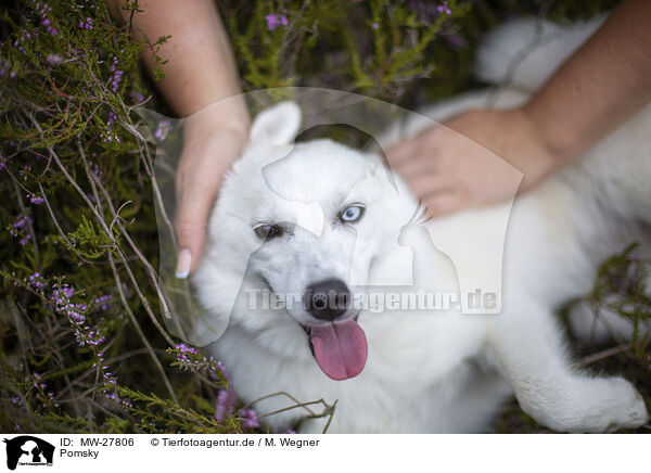Pomsky / Pomsky / MW-27806