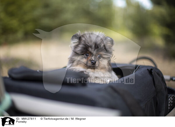 Pomsky / Pomsky / MW-27811