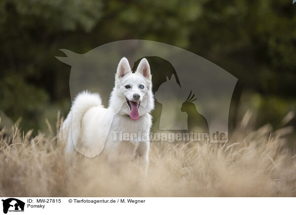 Pomsky / Pomsky / MW-27815