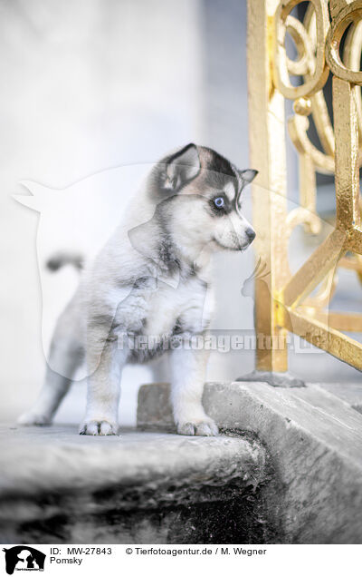 Pomsky / Pomsky / MW-27843
