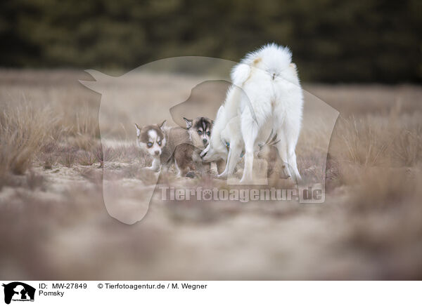 Pomsky / Pomsky / MW-27849