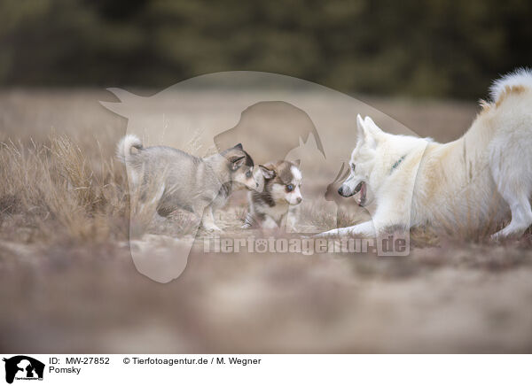Pomsky / Pomsky / MW-27852