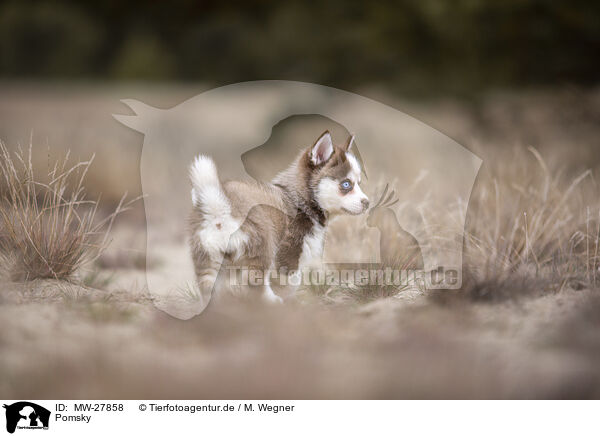 Pomsky / MW-27858
