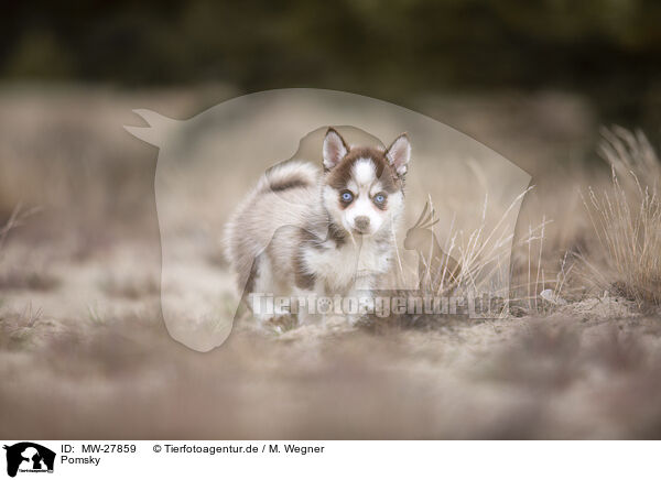 Pomsky / MW-27859