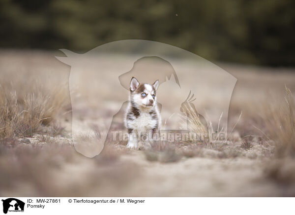 Pomsky / MW-27861