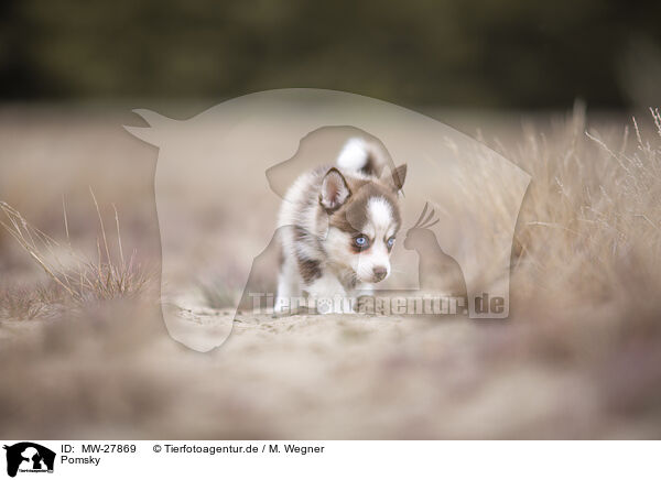 Pomsky / MW-27869