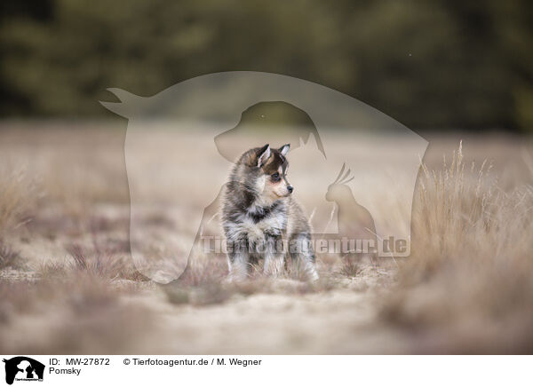 Pomsky / MW-27872