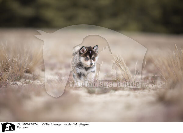 Pomsky / Pomsky / MW-27874