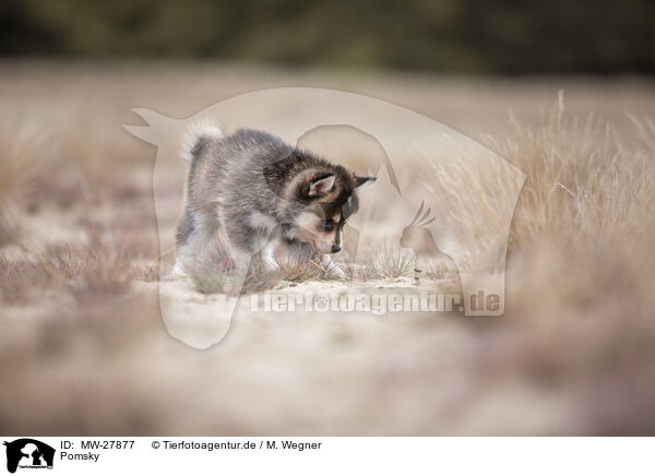 Pomsky / MW-27877