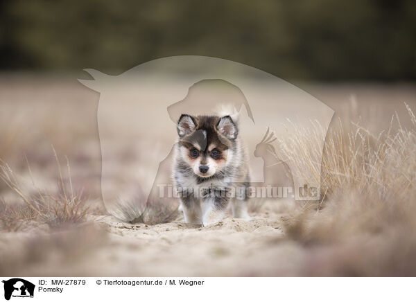Pomsky / Pomsky / MW-27879