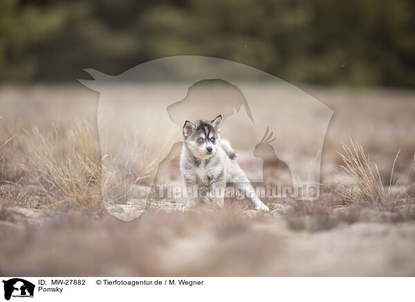 Pomsky / MW-27882
