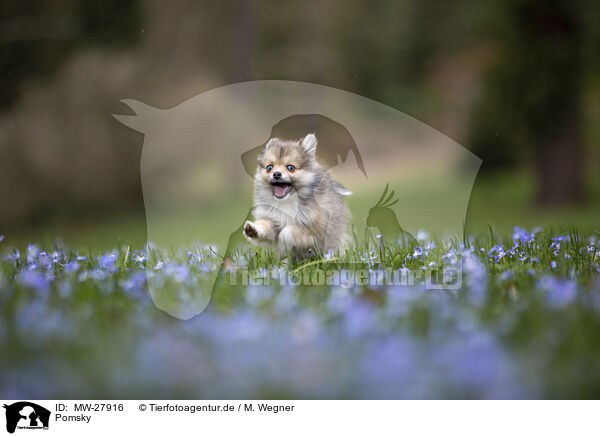 Pomsky / Pomsky / MW-27916