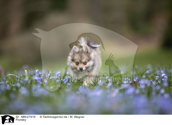 Pomsky / Pomsky / MW-27918