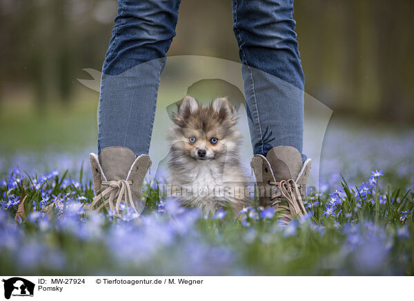 Pomsky / Pomsky / MW-27924