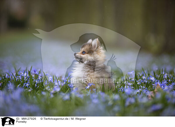 Pomsky / Pomsky / MW-27926