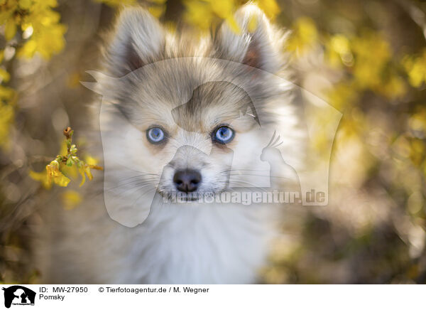 Pomsky / Pomsky / MW-27950