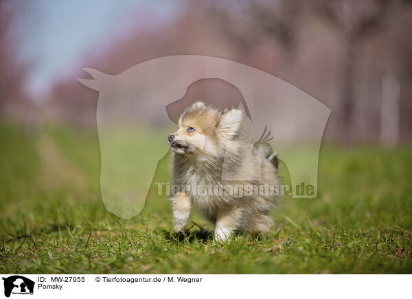 Pomsky / Pomsky / MW-27955