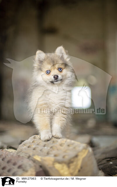 Pomsky / Pomsky / MW-27963