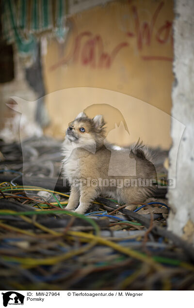Pomsky / Pomsky / MW-27964