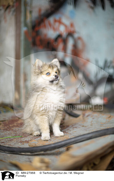 Pomsky / Pomsky / MW-27968