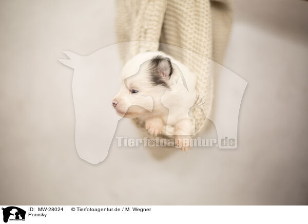 Pomsky / MW-28024