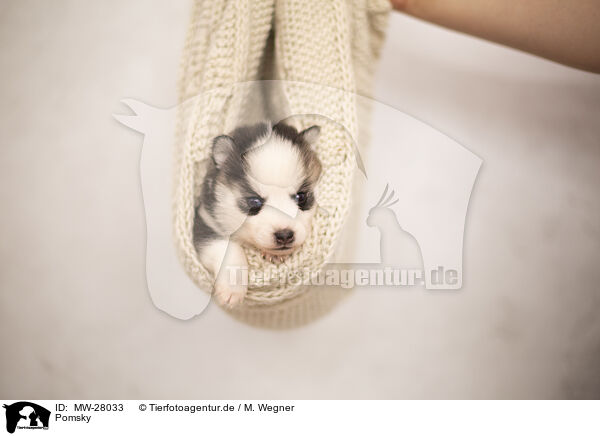 Pomsky / Pomsky / MW-28033