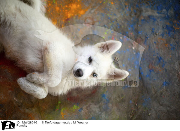 Pomsky / Pomsky / MW-28046