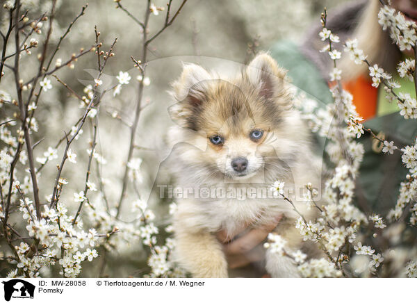 Pomsky / MW-28058
