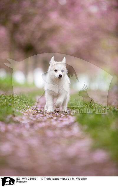 Pomsky / Pomsky / MW-28066