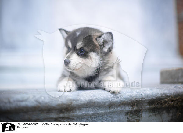 Pomsky / Pomsky / MW-28067