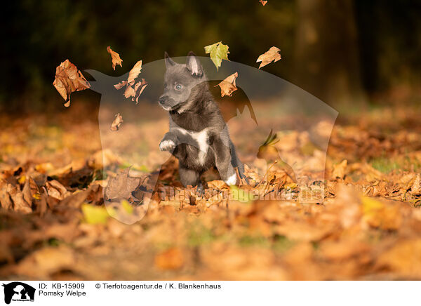 Pomsky Welpe / Pomsky Puppy / KB-15909