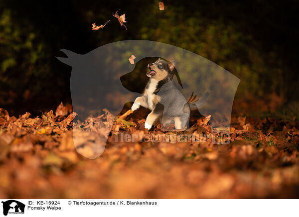 Pomsky Welpe / KB-15924