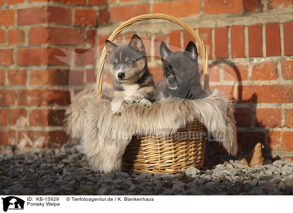 Pomsky Welpe / Pomsky Puppy / KB-15929