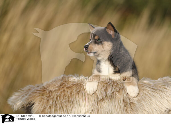 Pomsky Welpe / KB-15948