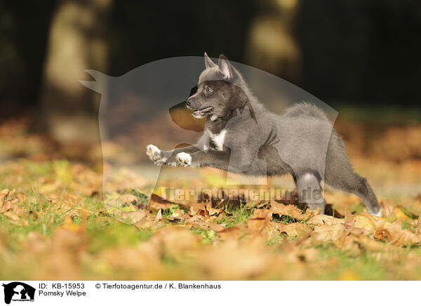 Pomsky Welpe / Pomsky Puppy / KB-15953