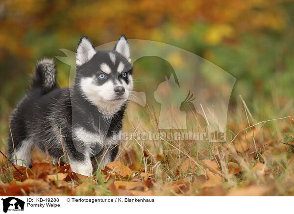 Pomsky Welpe / Pomsky puppy / KB-19288