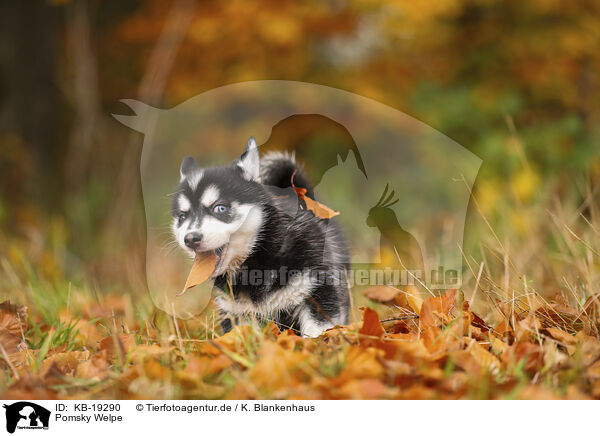 Pomsky Welpe / Pomsky puppy / KB-19290