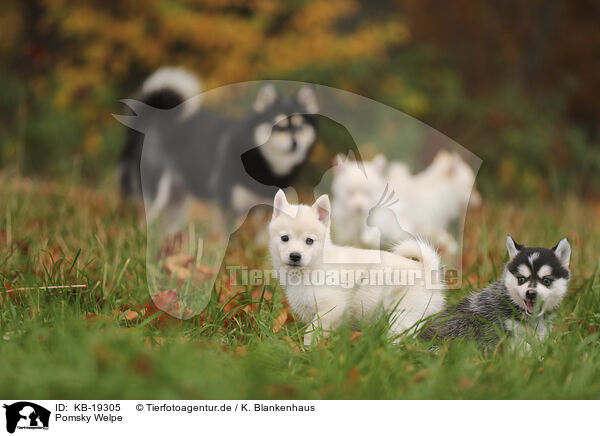 Pomsky Welpe / Pomsky puppy / KB-19305