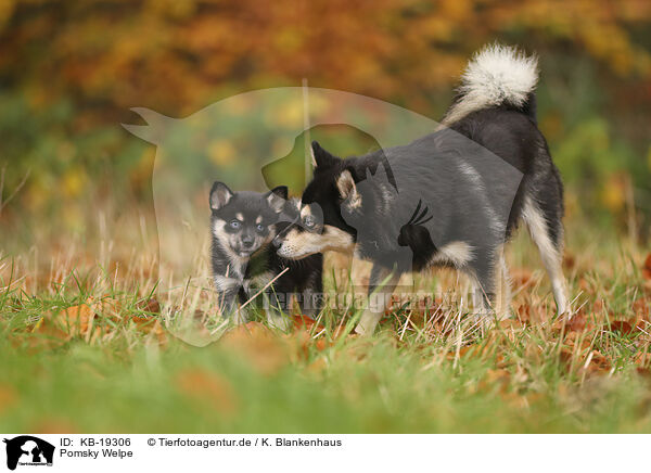 Pomsky Welpe / Pomsky puppy / KB-19306